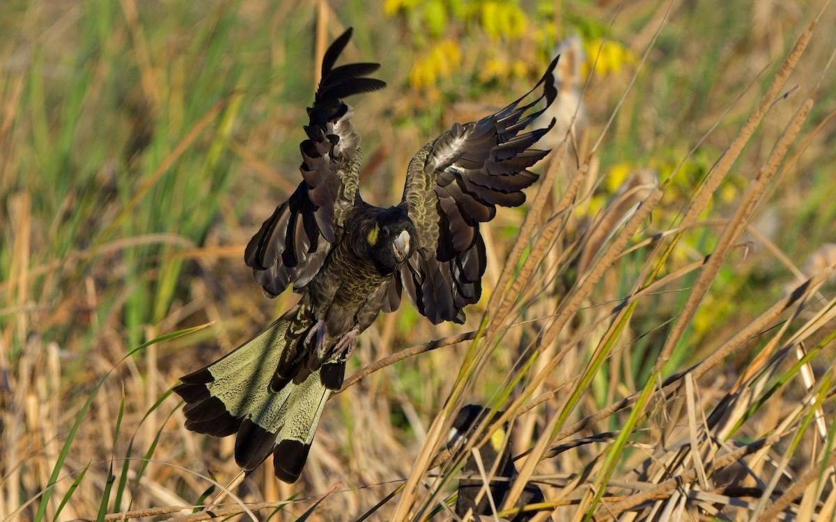 Cacatúa Fúnebre Coliamarilla - ML617800864