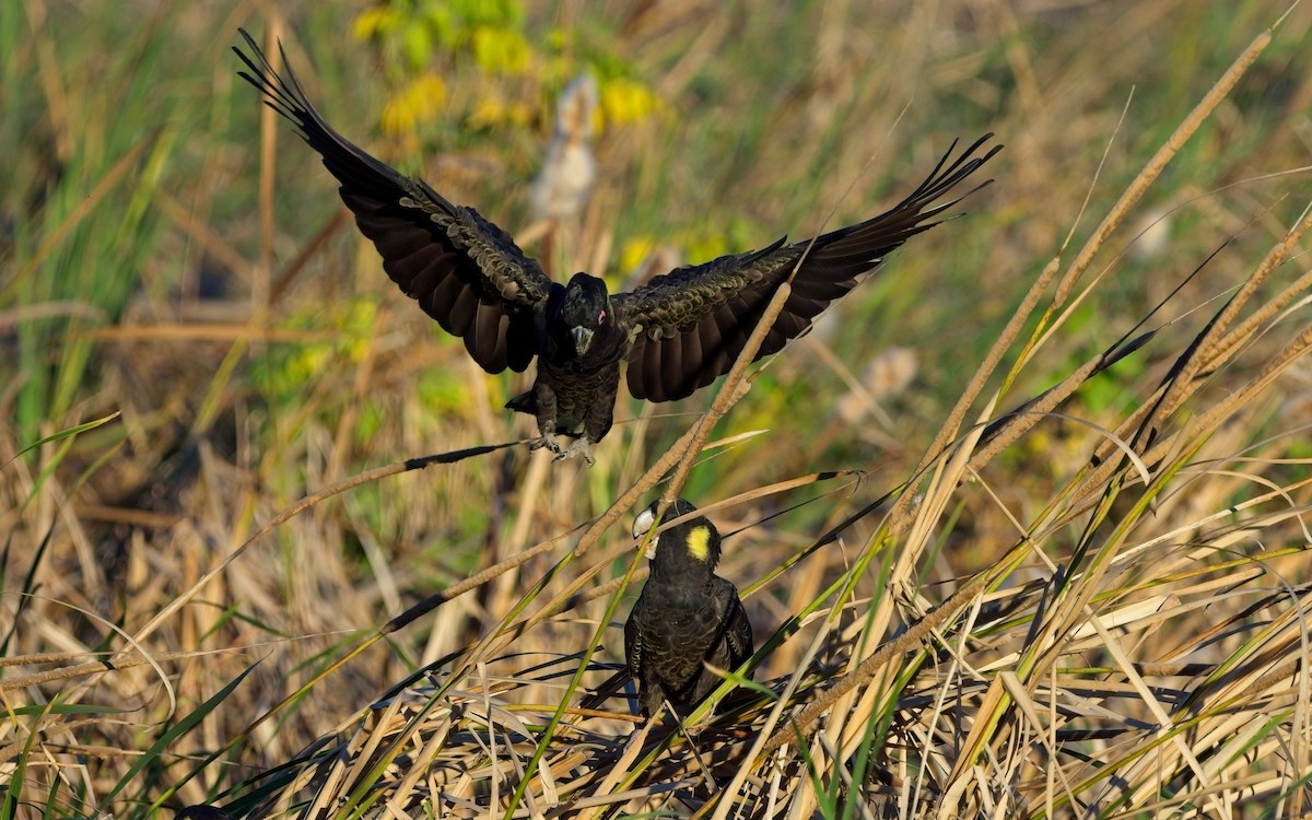 Cacatúa Fúnebre Coliamarilla - ML617800865