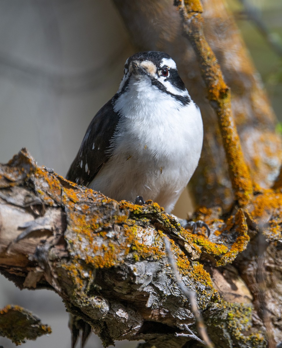 Downy Woodpecker - ML617800880