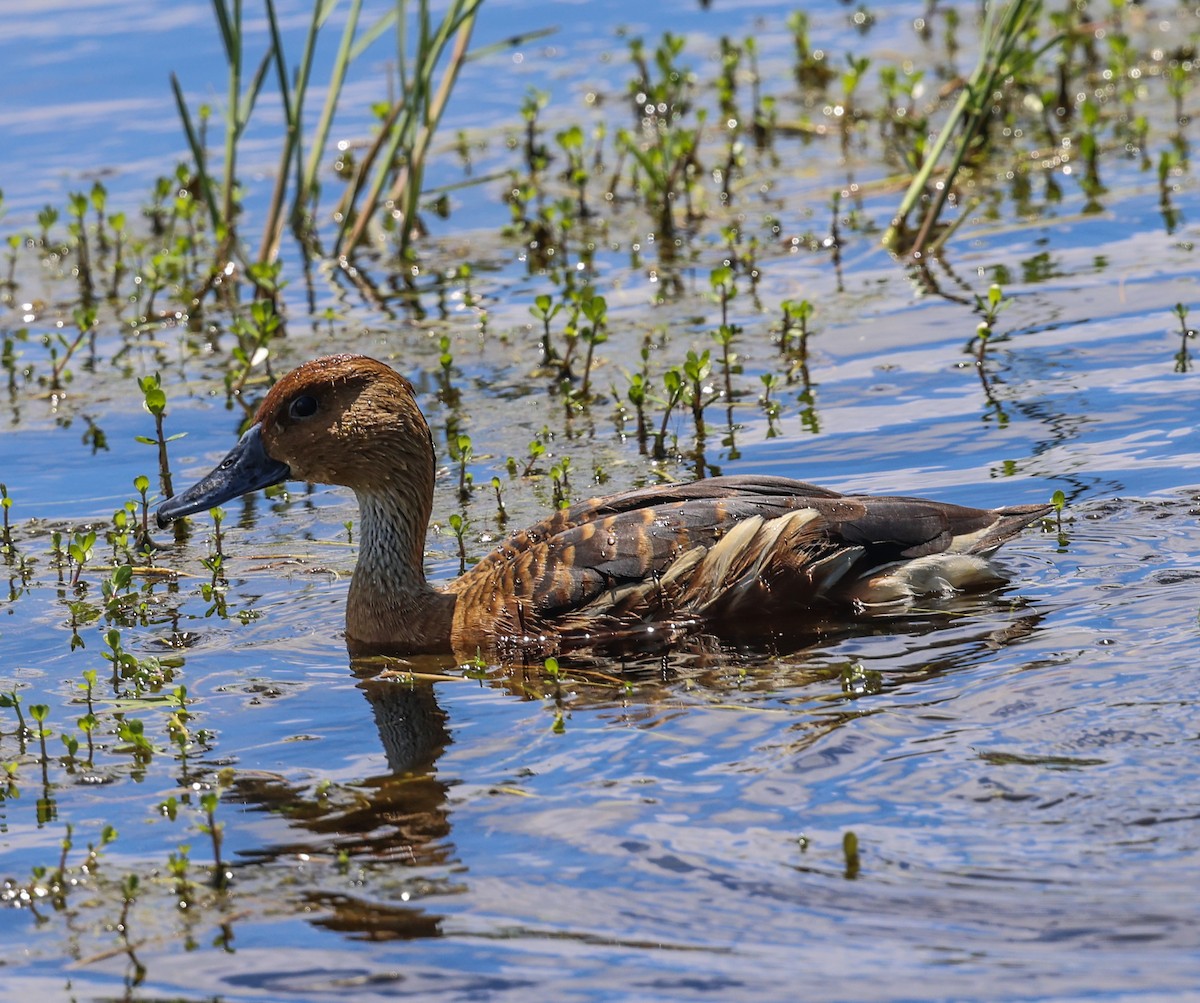 Fulvous Whistling-Duck - Joseph Hood