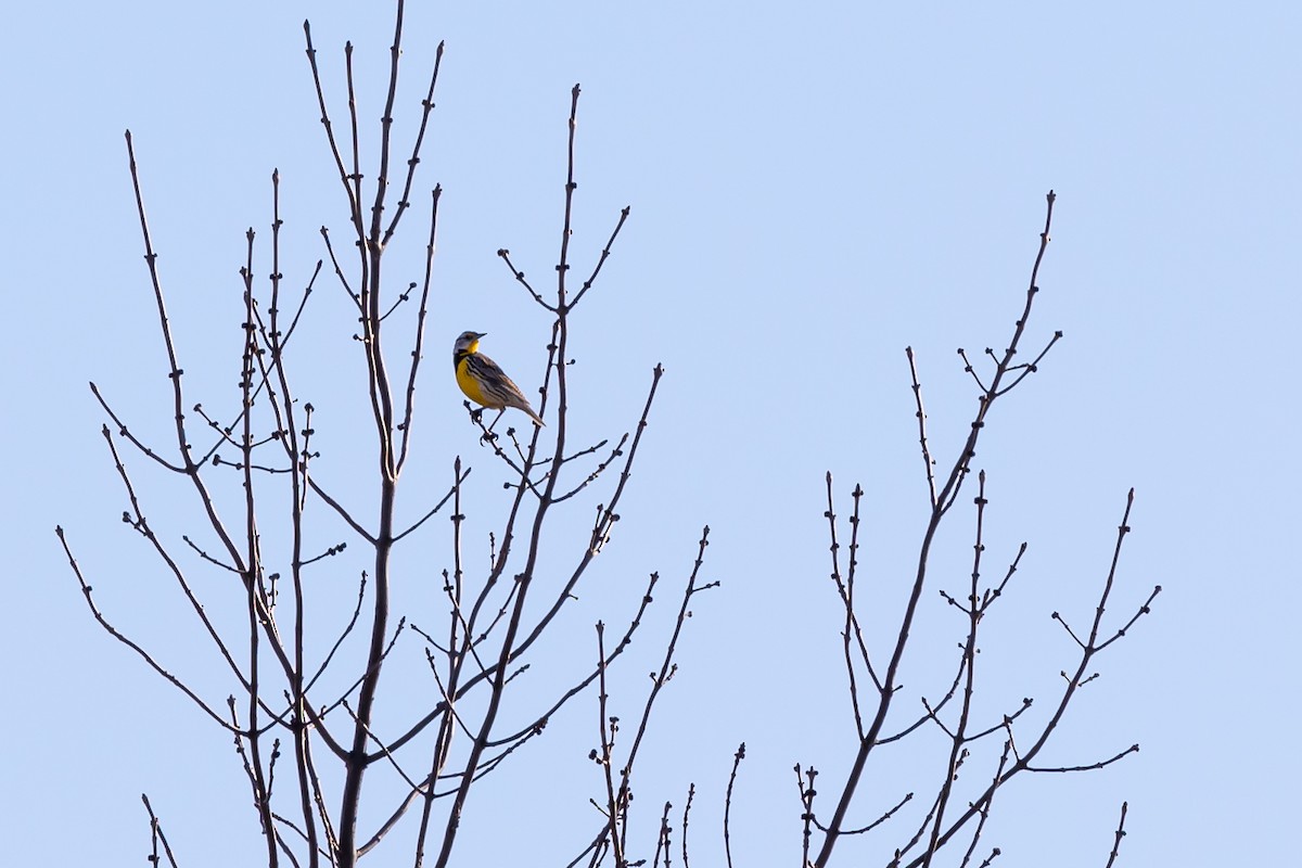 Eastern Meadowlark - ML617800888