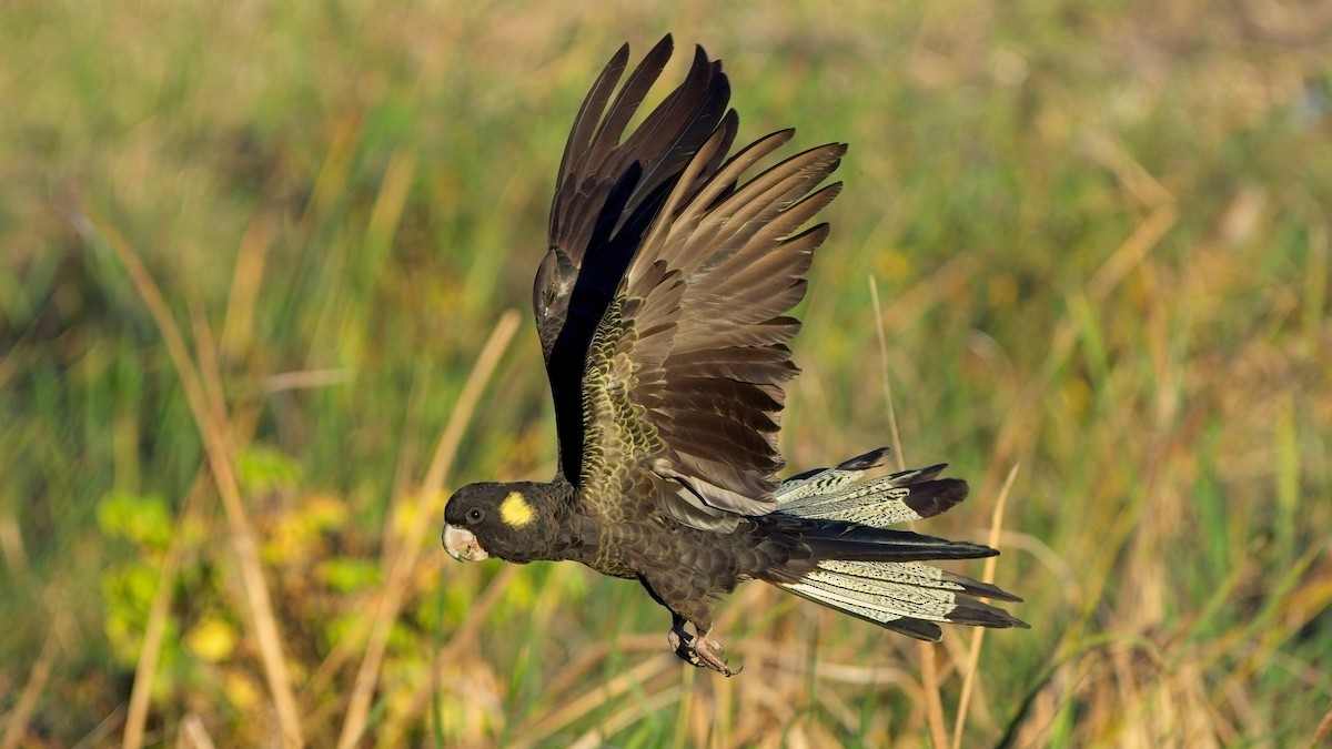 Cacatúa Fúnebre Coliamarilla - ML617800904