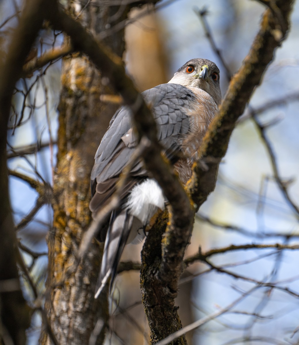 Cooper's Hawk - ML617800907