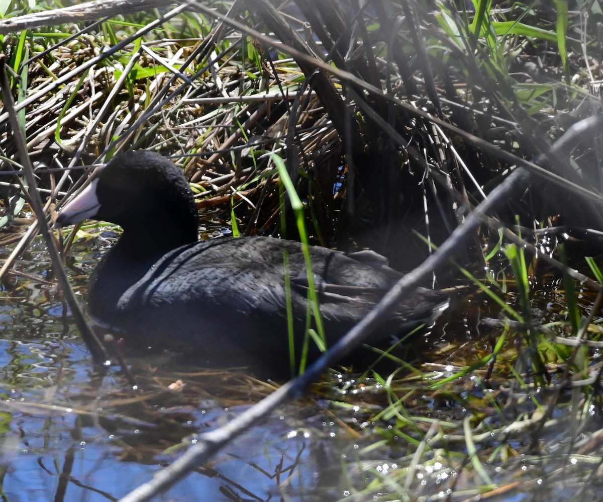 American Coot - mike shaw