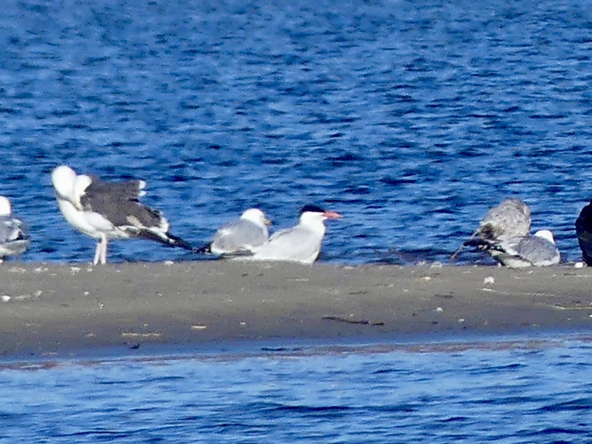 Caspian Tern - ML617800928