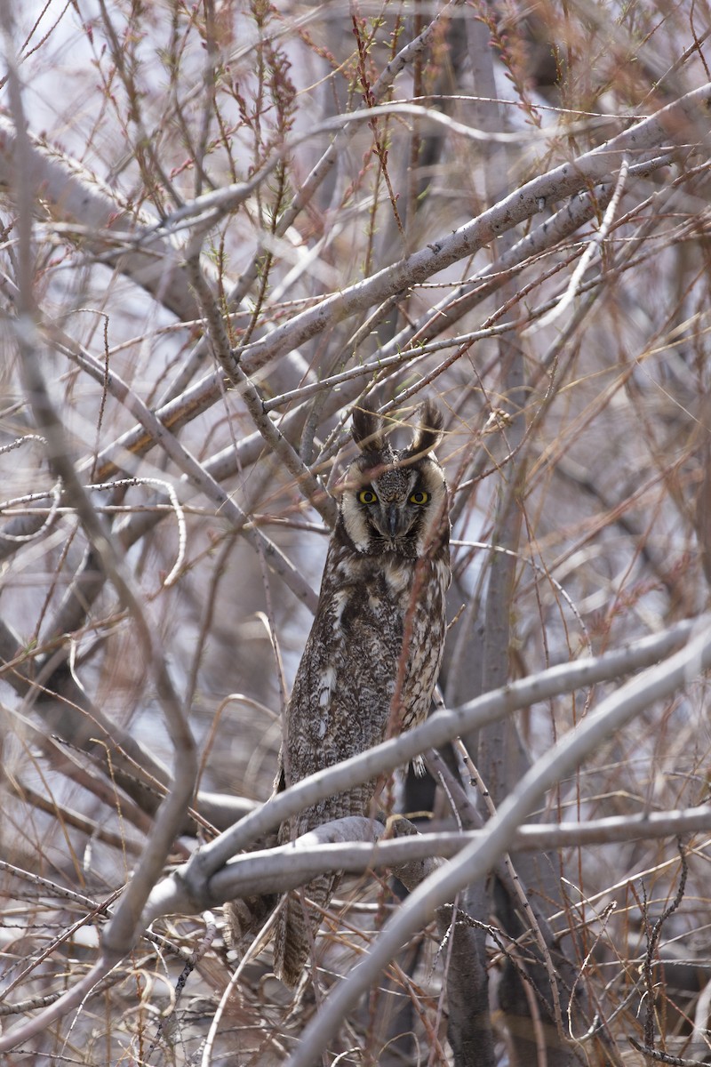 Long-eared Owl - Eugene Huryn