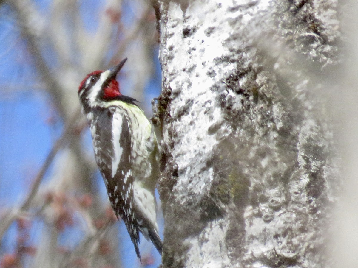 Yellow-bellied Sapsucker - ML617800942