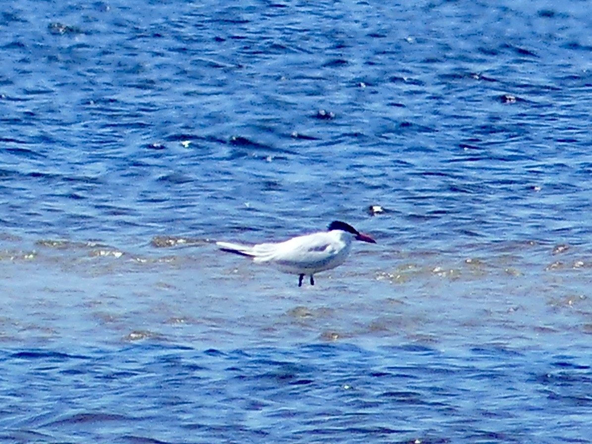 Caspian Tern - Jessica Bishop