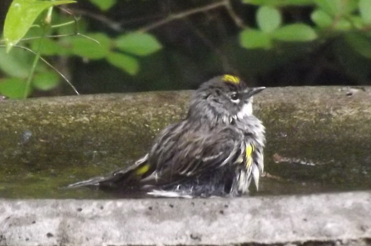 Yellow-rumped Warbler - Sandra Hinton