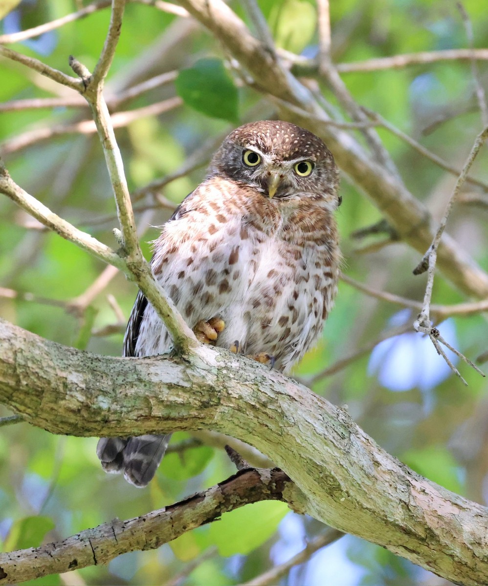 Cuban Pygmy-Owl - Cheryl Rosenfeld