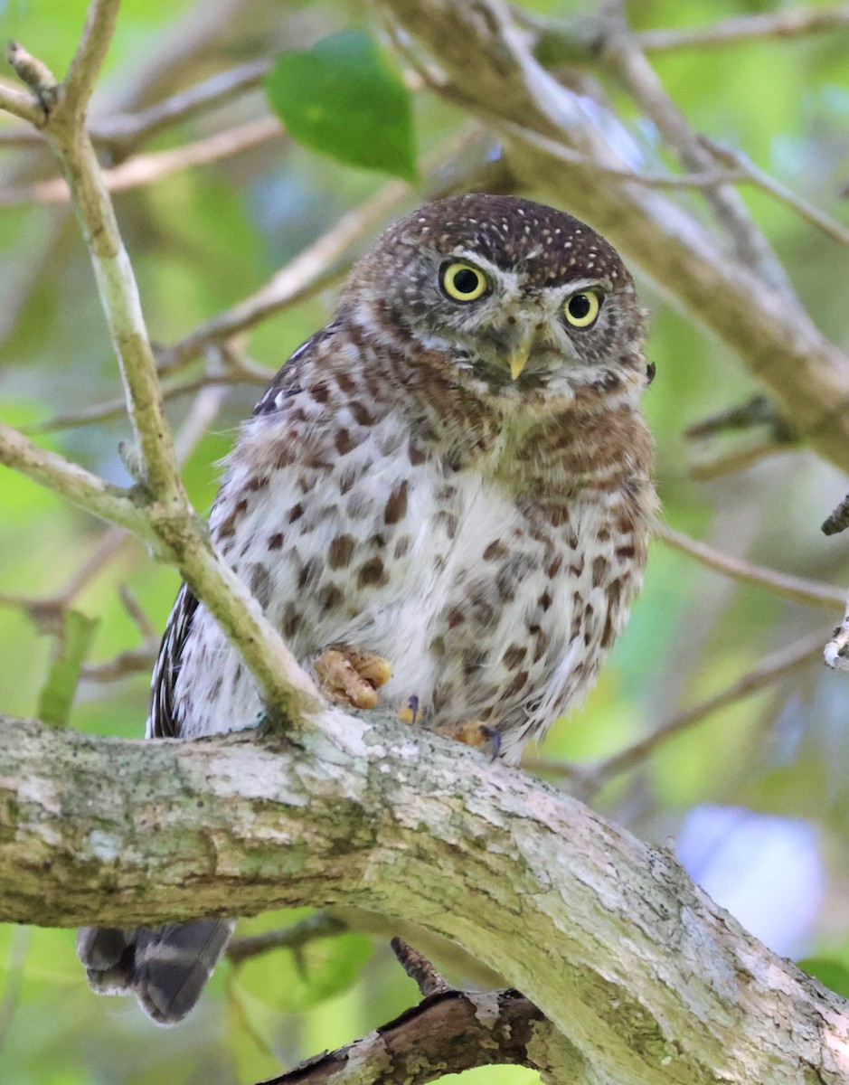 Cuban Pygmy-Owl - Cheryl Rosenfeld