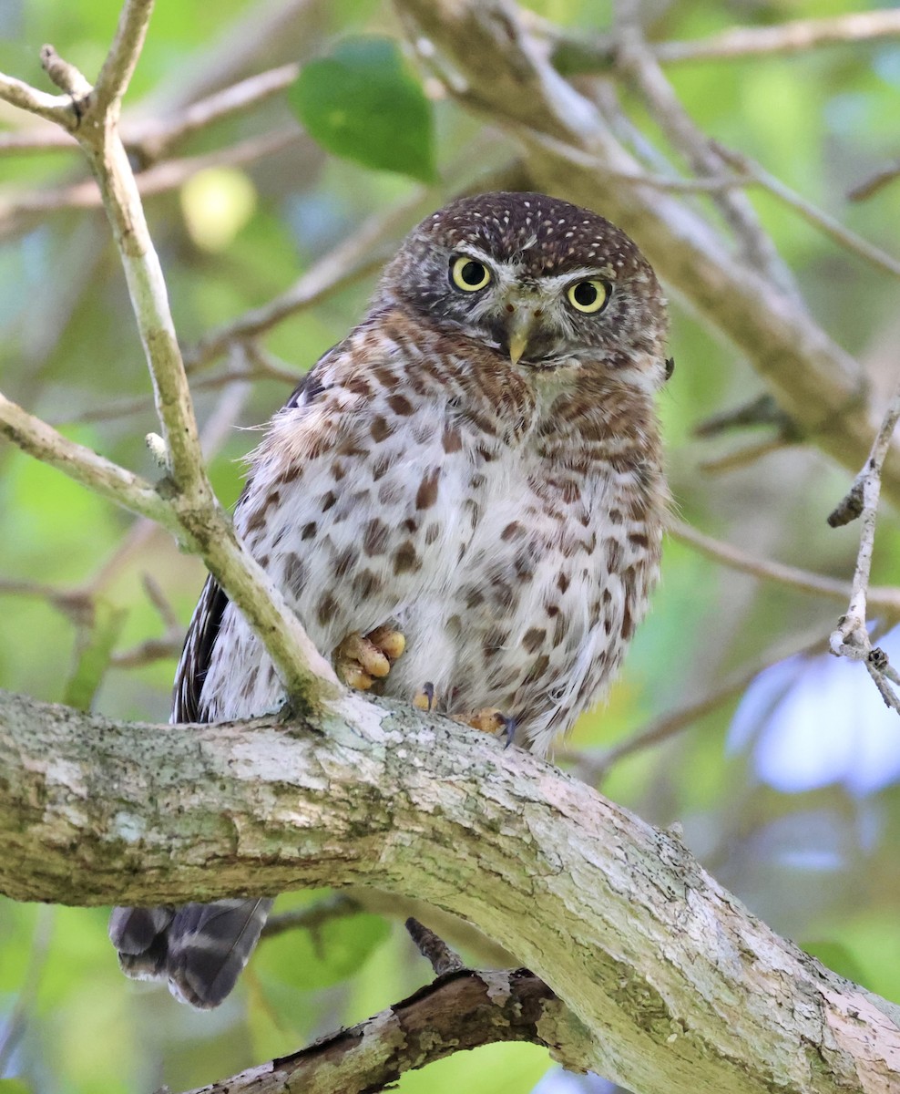 Cuban Pygmy-Owl - Cheryl Rosenfeld