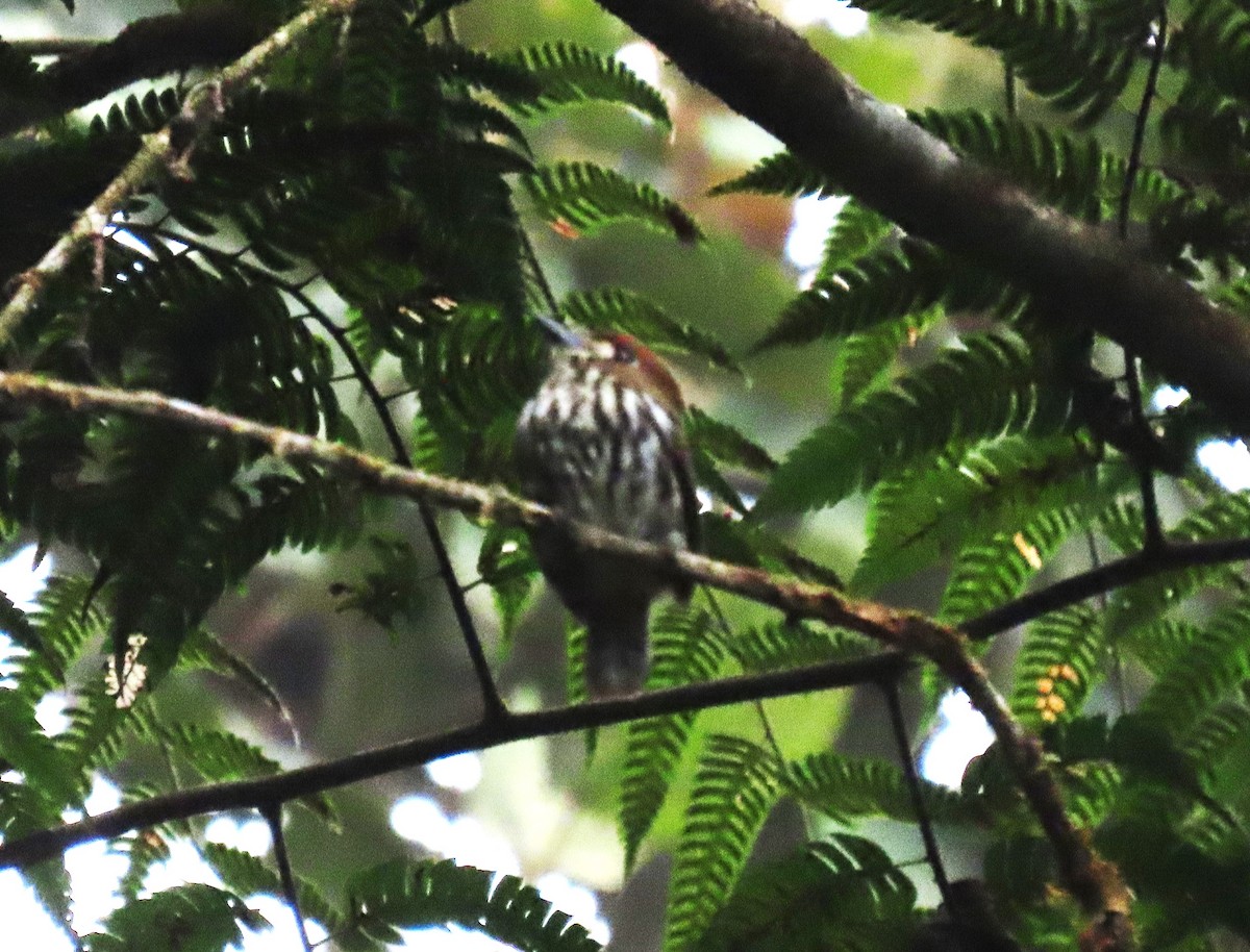 Lanceolated Monklet - ML617801005