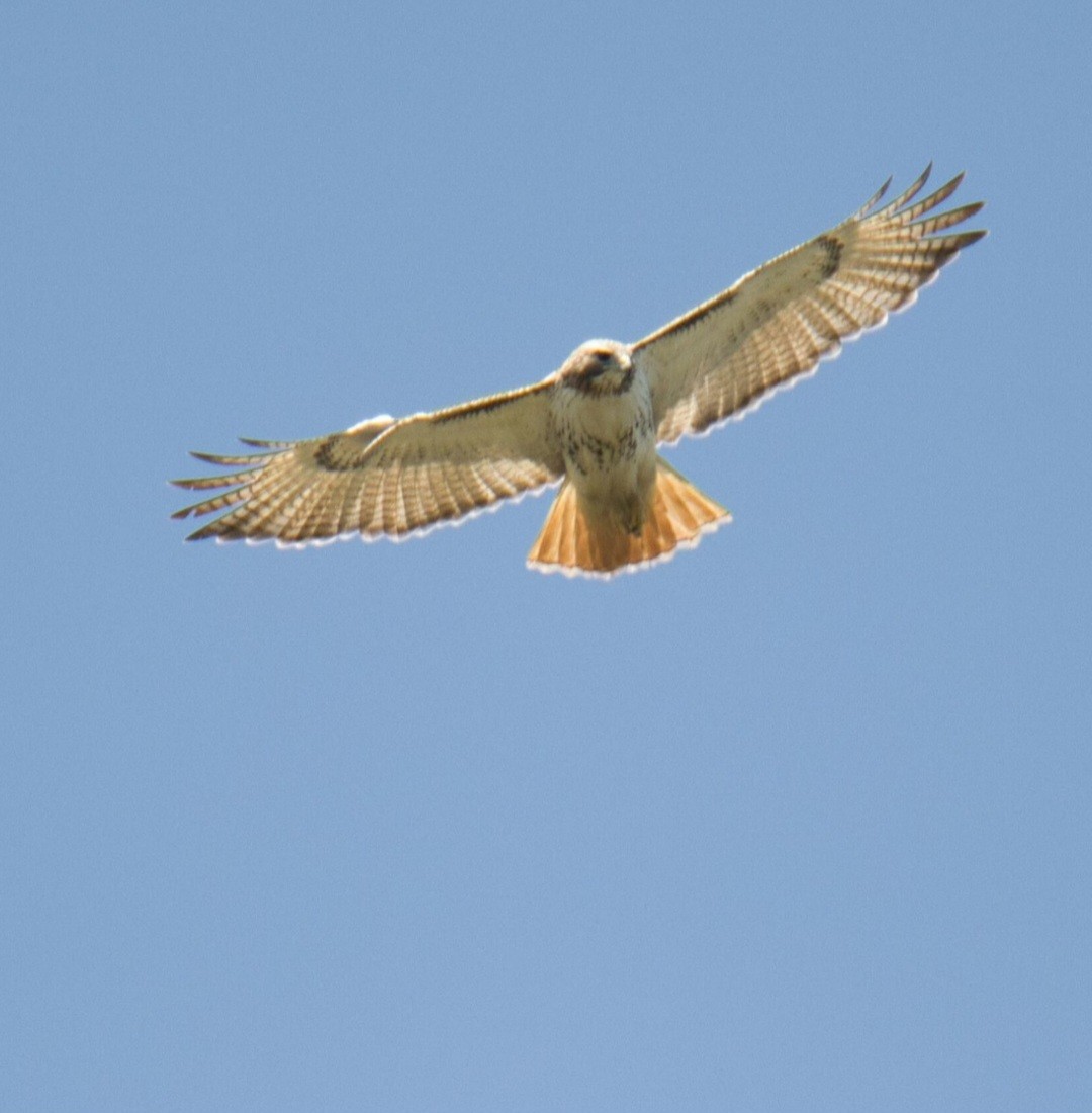 Red-tailed Hawk - Knarr Dan