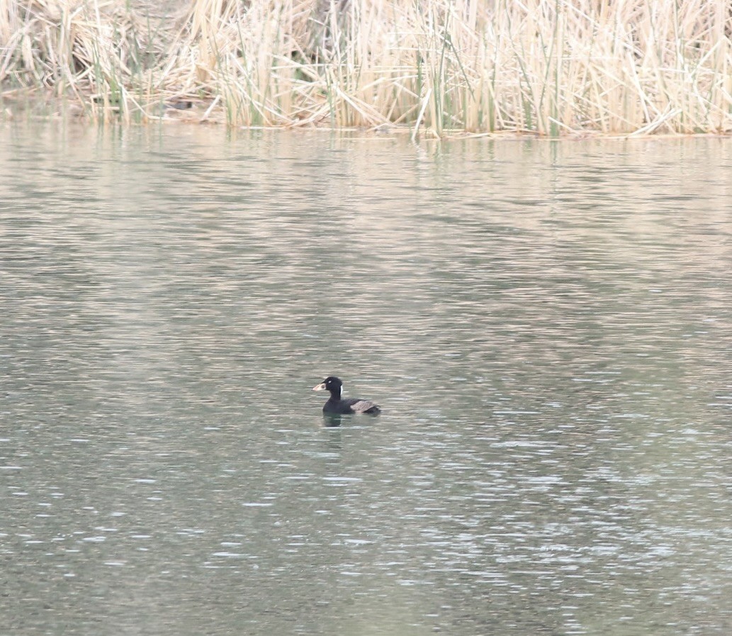 Surf Scoter - ML617801024