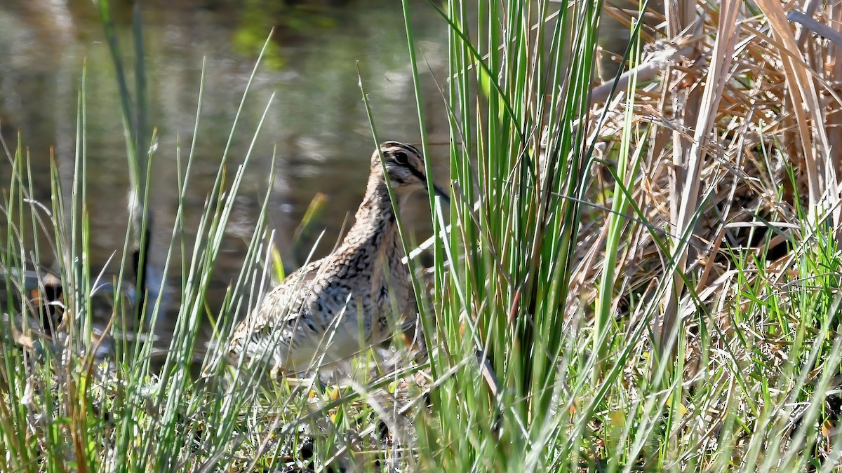 Wilson's Snipe - ML617801064