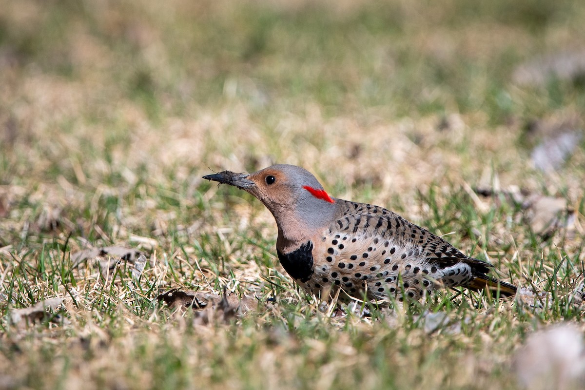 Northern Flicker - ML617801072