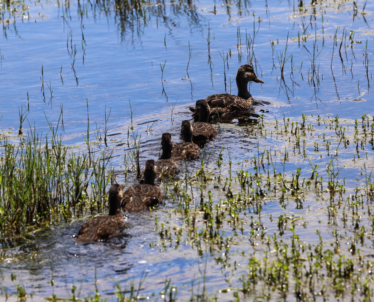 Mottled Duck - ML617801193