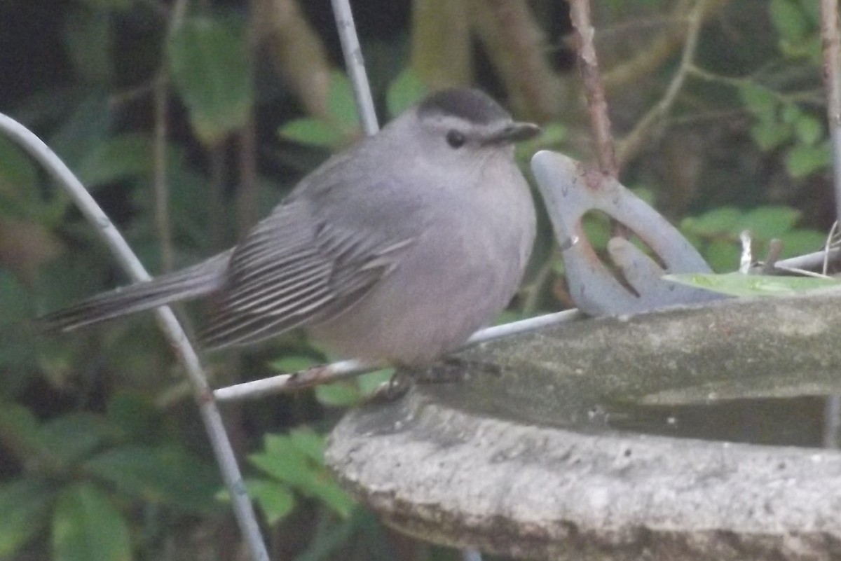 Gray Catbird - Sandra Hinton