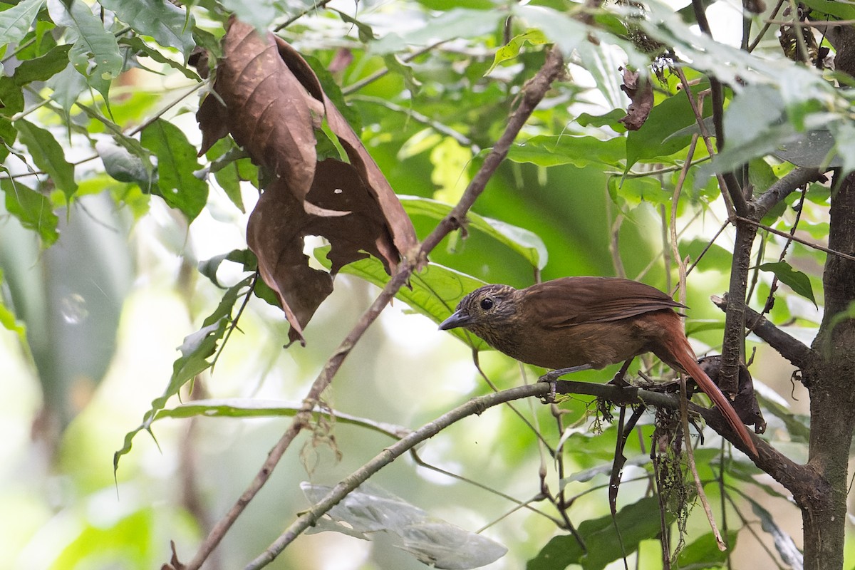 Black-billed Treehunter - ML617801218