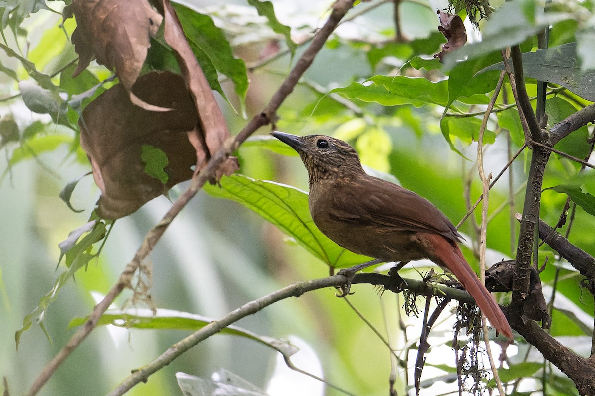 Black-billed Treehunter - Graham Gerdeman