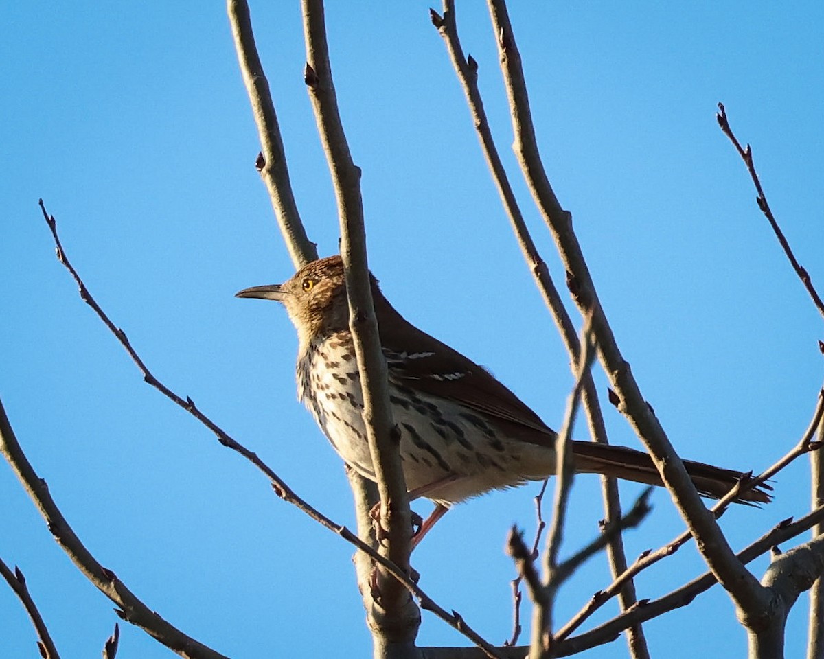 Brown Thrasher - ML617801260