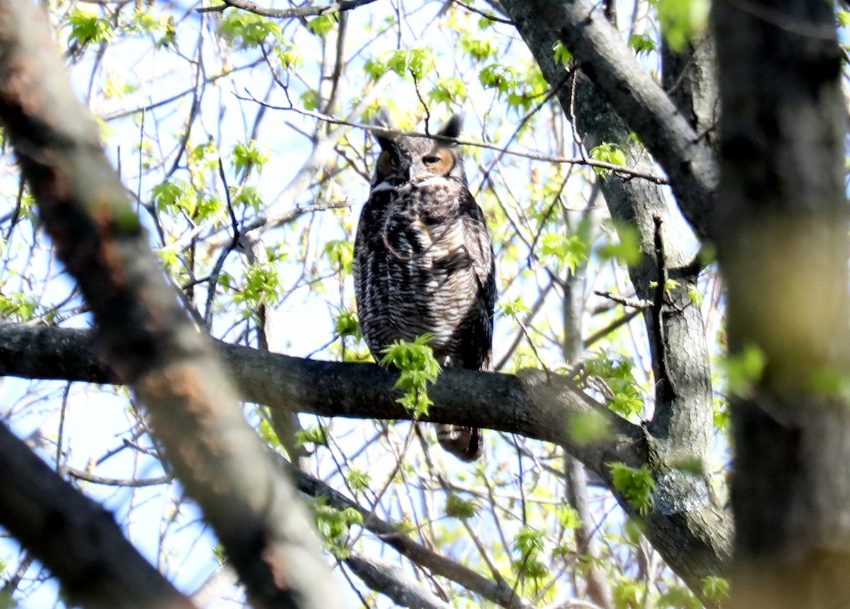 Great Horned Owl - ML617801263