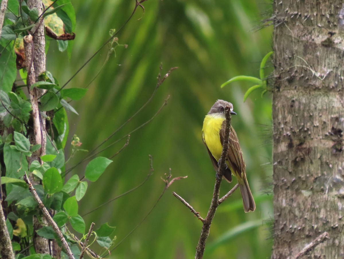 Gray-capped Flycatcher - tom aversa