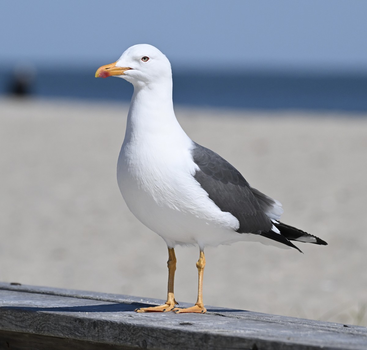 Lesser Black-backed Gull - ML617801277