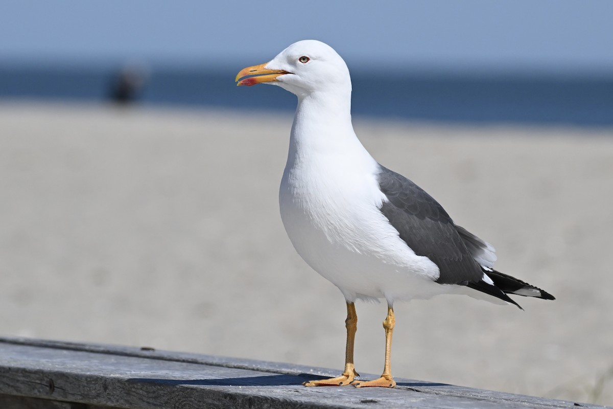 Lesser Black-backed Gull - ML617801287