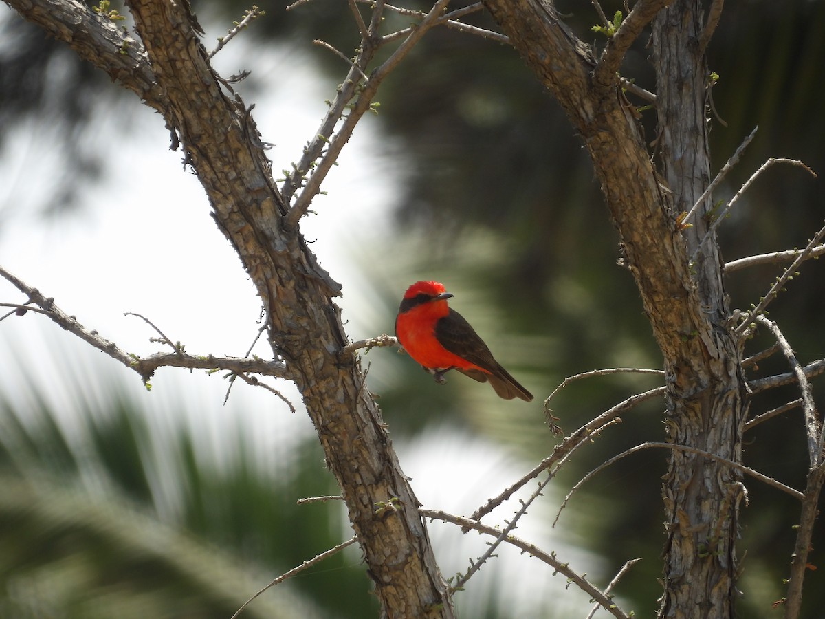 Mosquero Cardenal - ML617801298