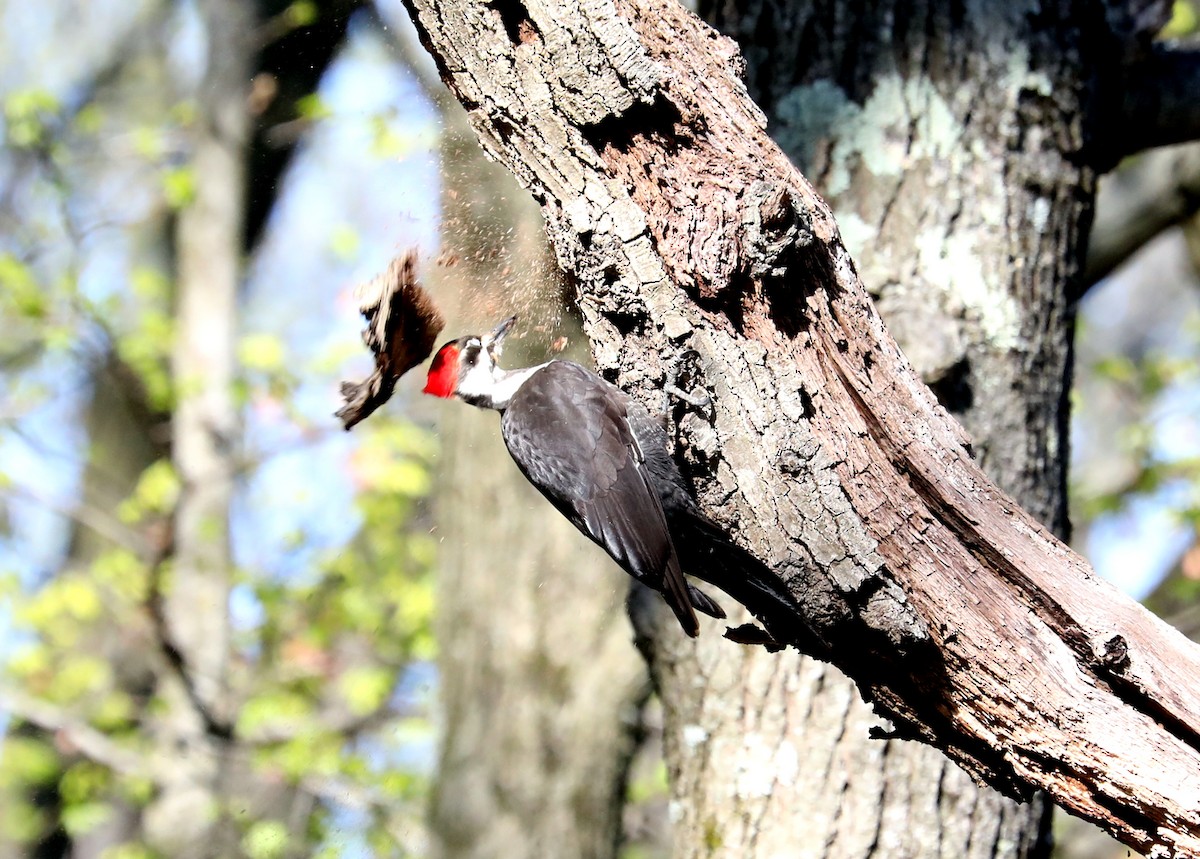 Pileated Woodpecker - ML617801304