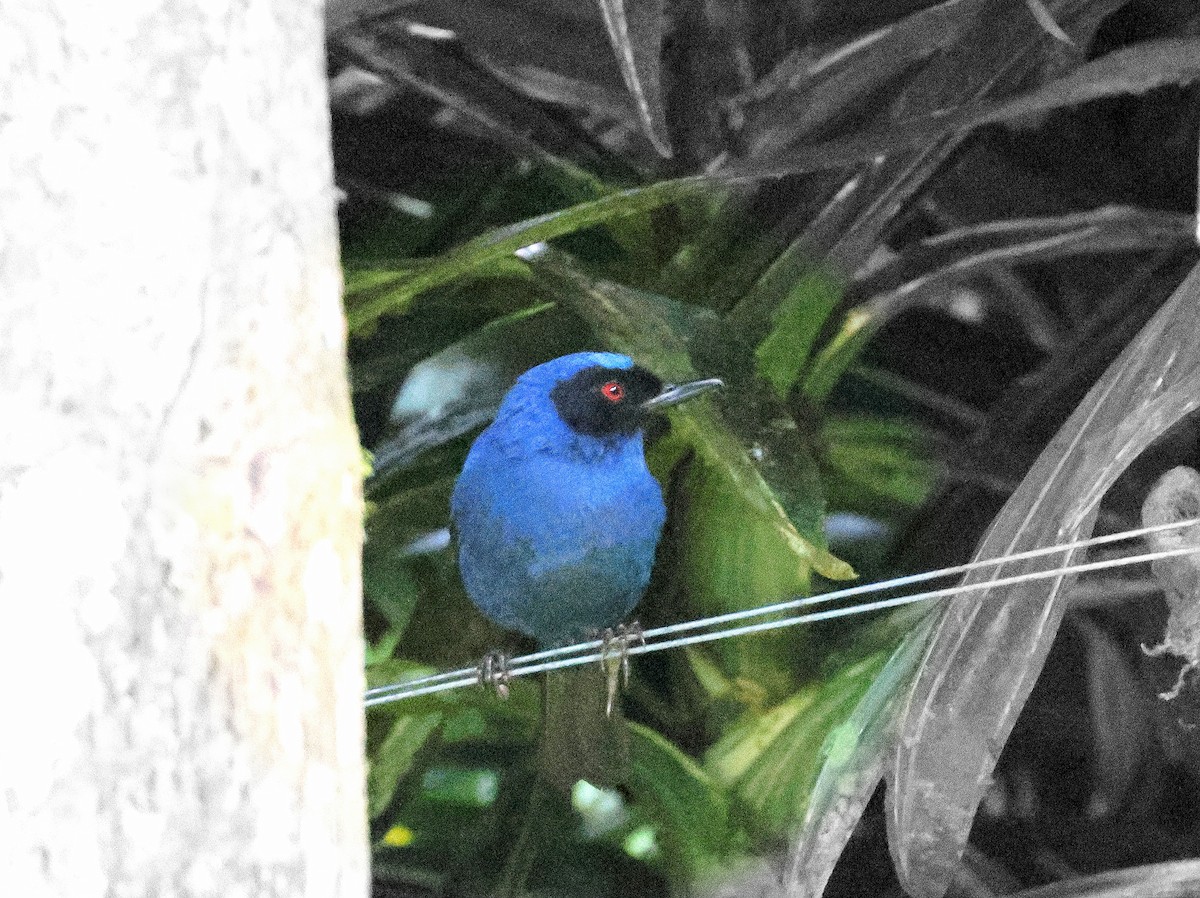 Masked Flowerpiercer - Geoff Butcher