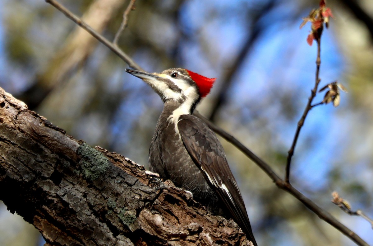 Pileated Woodpecker - ML617801318