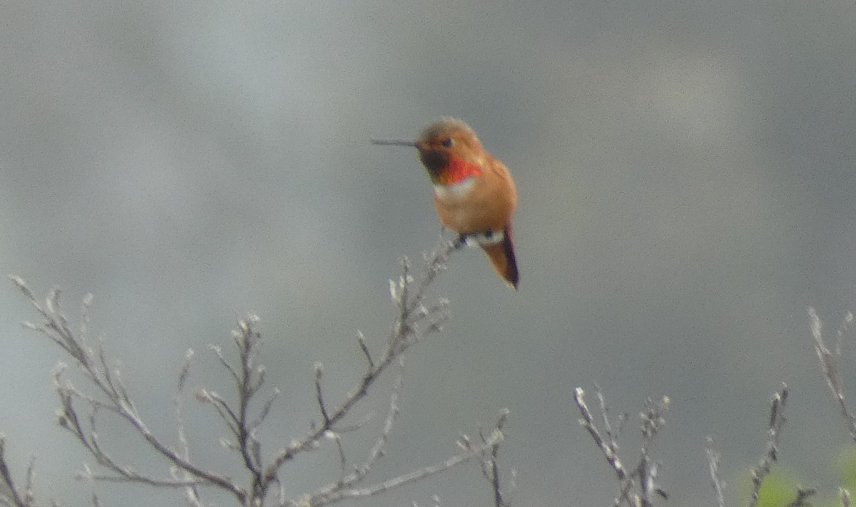 Colibrí de Allen - ML617801328