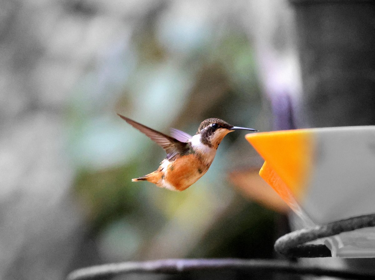 White-bellied Woodstar - Geoff Butcher