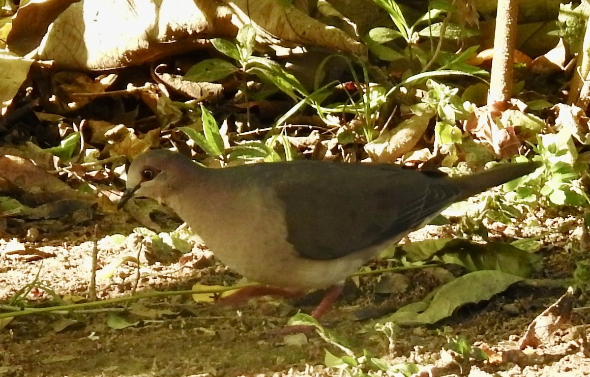 White-tipped Dove - Kelly Ducham