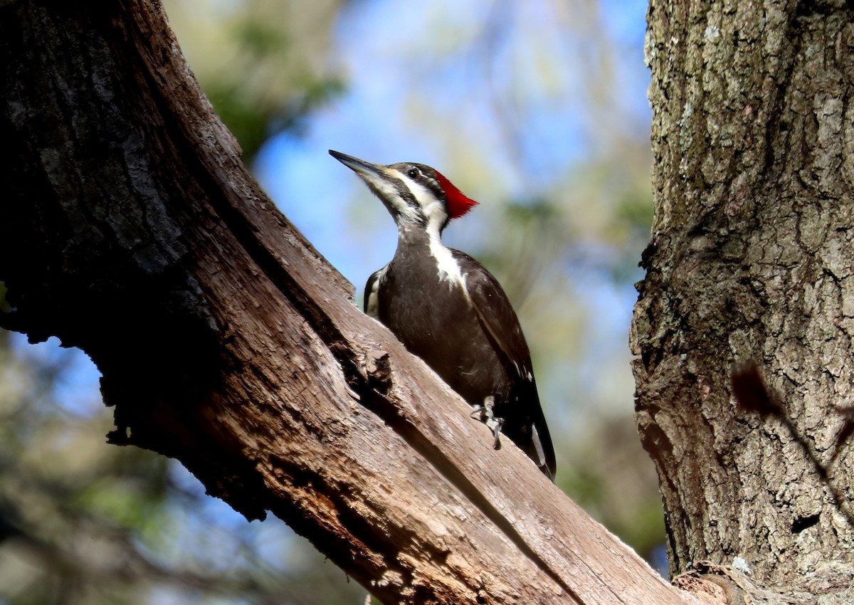 Pileated Woodpecker - ML617801341