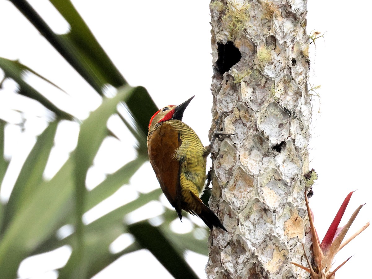Golden-olive Woodpecker - ML617801342