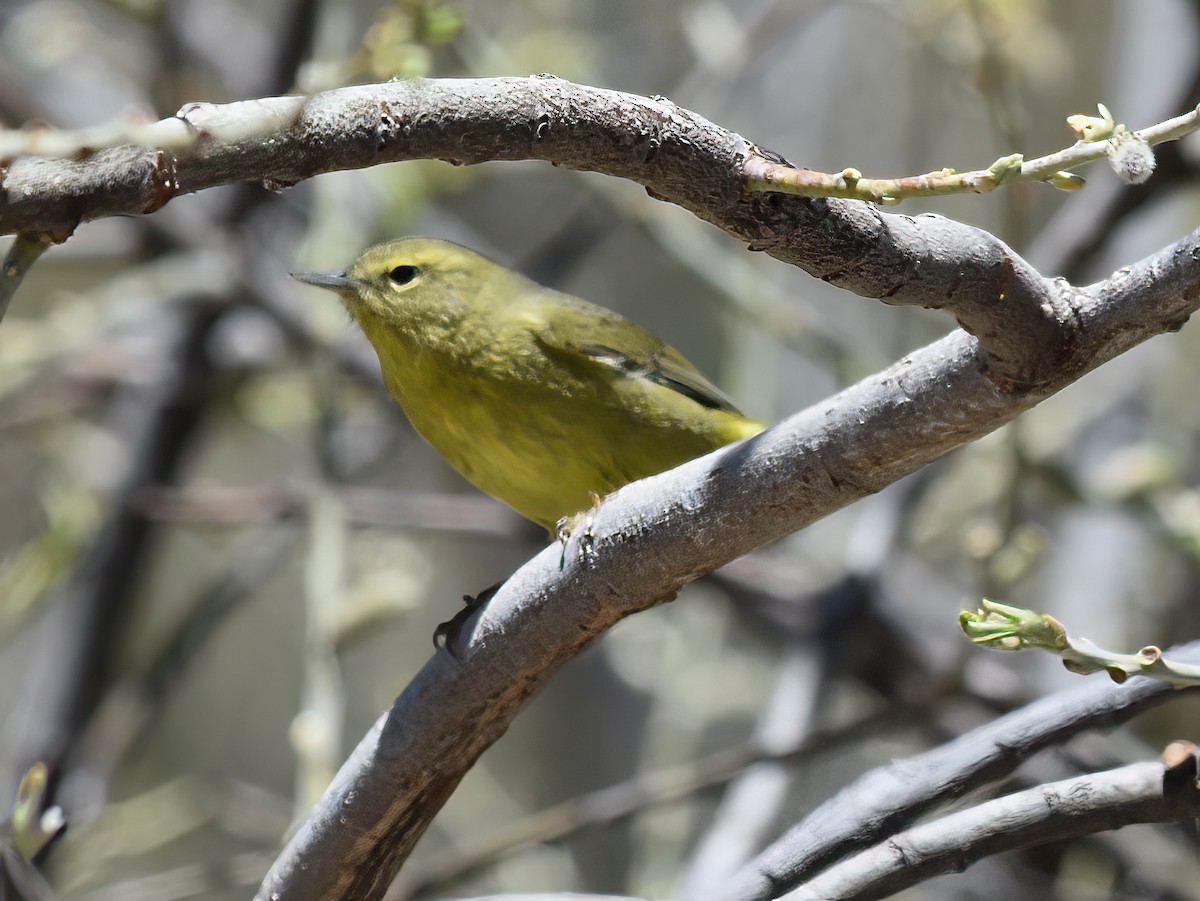 Orange-crowned Warbler - Doug Hogg