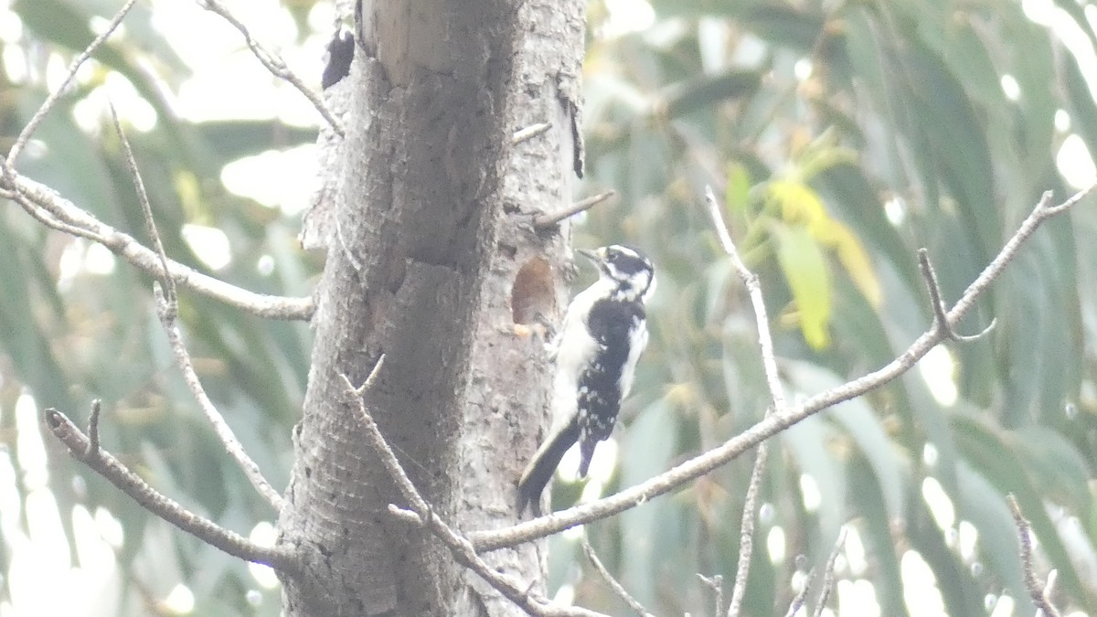 Hairy Woodpecker - ML617801346