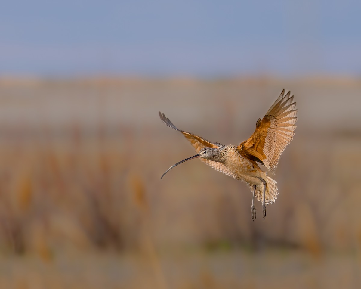 Long-billed Curlew - Quinn Diaz