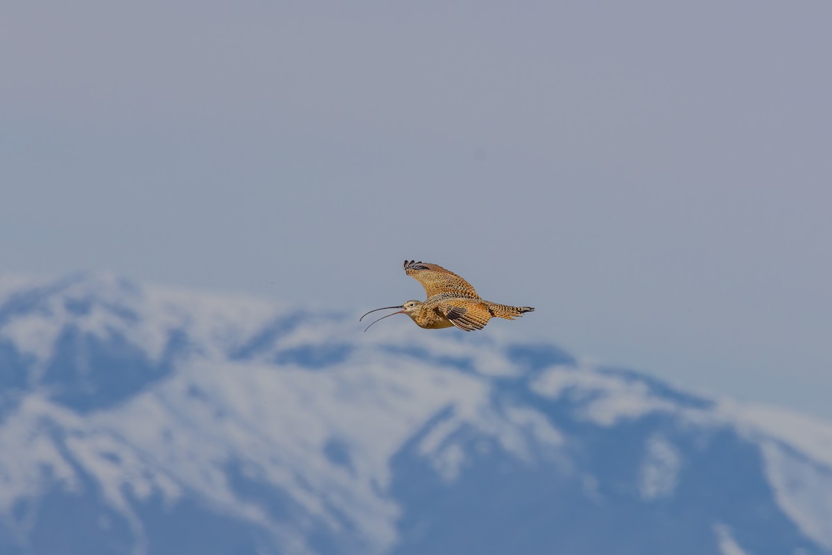 Long-billed Curlew - Quinn Diaz