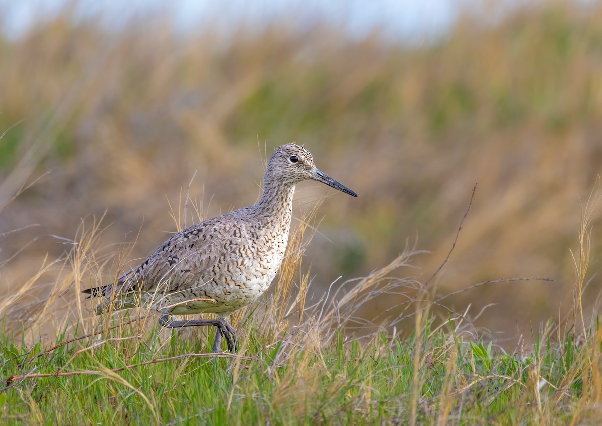 Willet - ML617801375