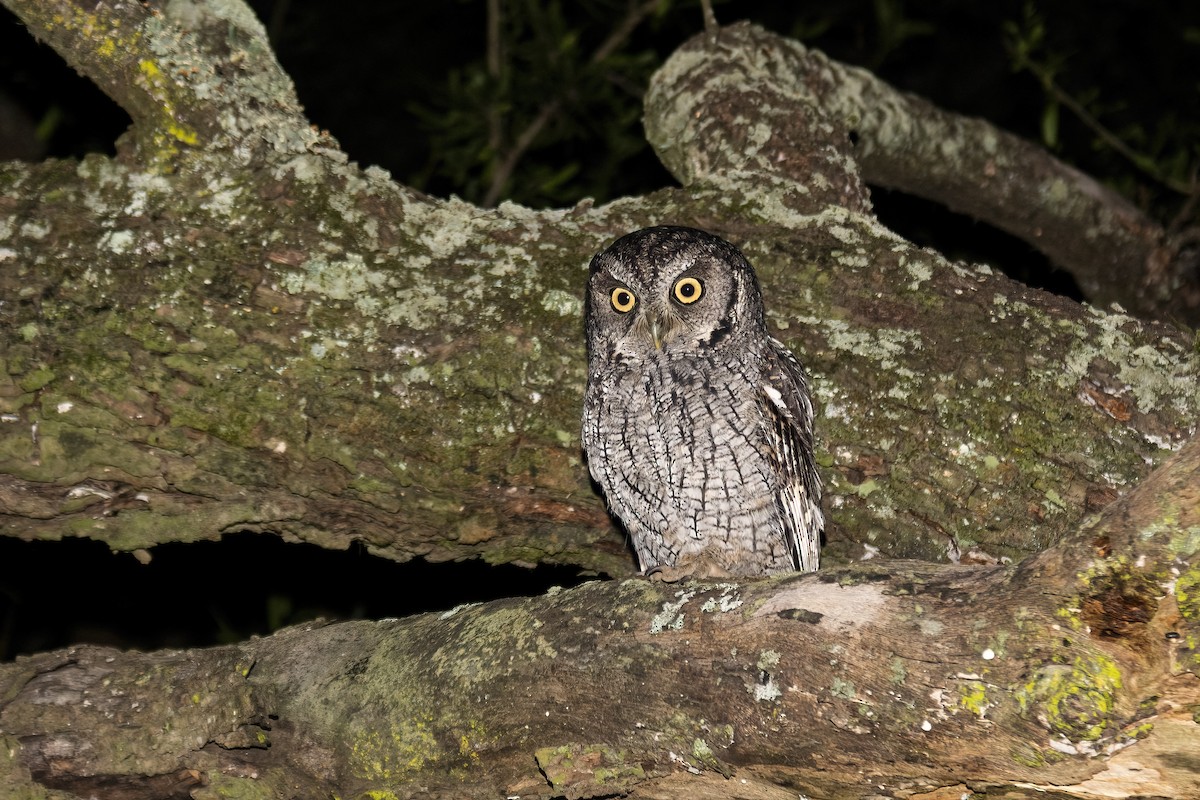 Tropical Screech-Owl - Carlos Miranda