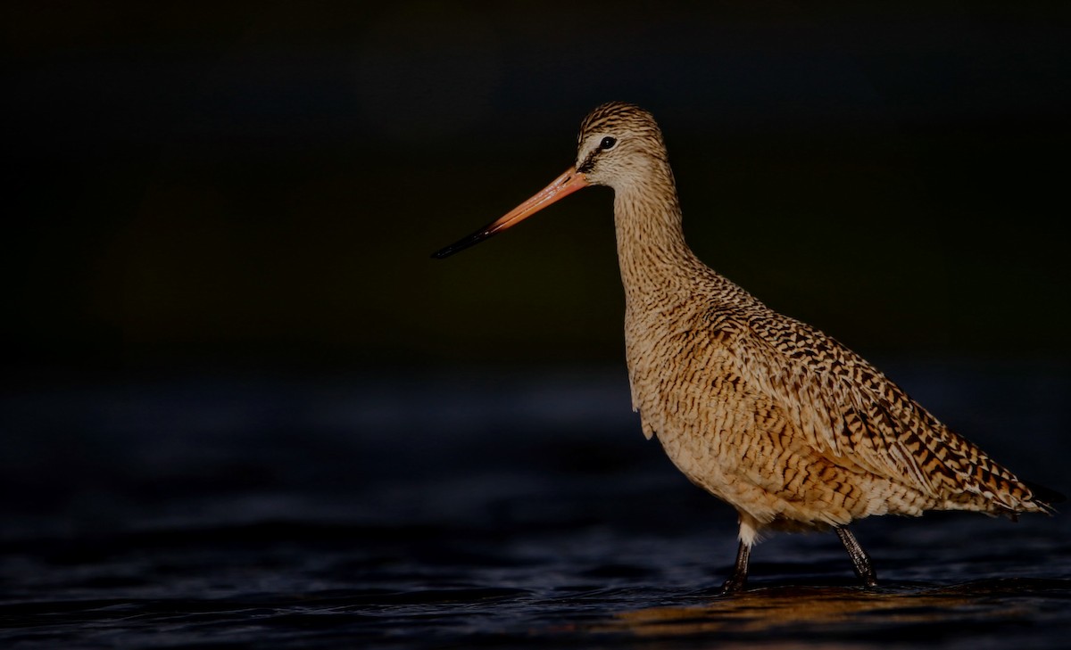 Marbled Godwit - ML617801453