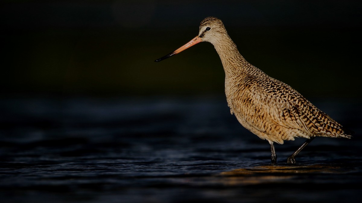 Marbled Godwit - ML617801454