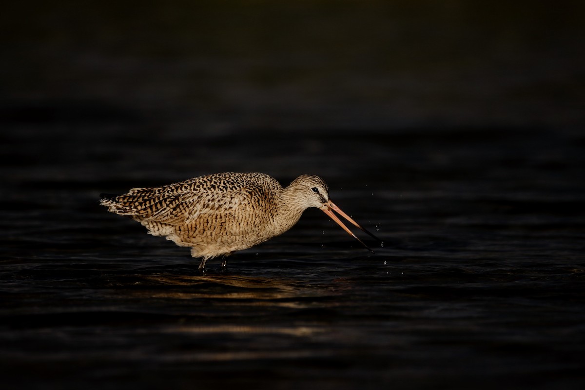 Marbled Godwit - ML617801455