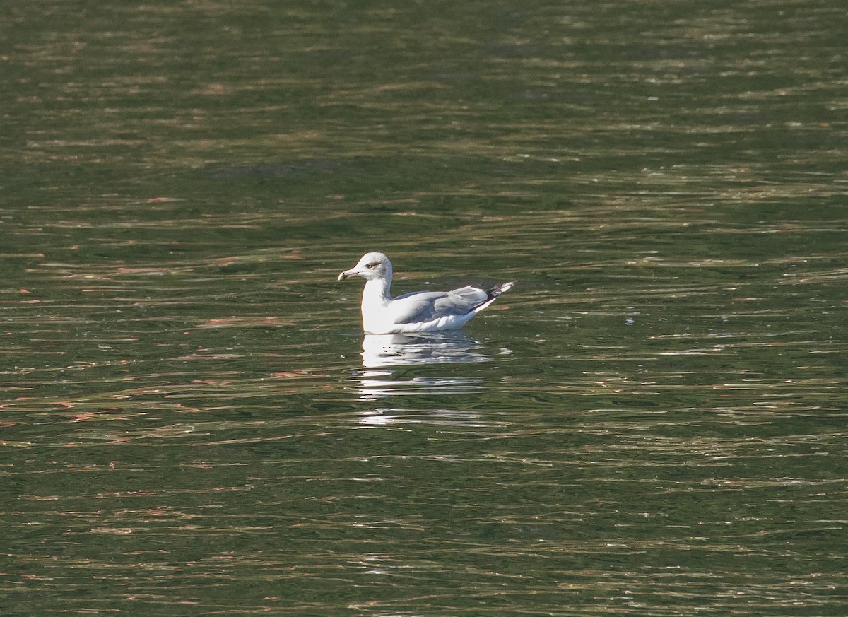 Goéland argenté - ML617801456