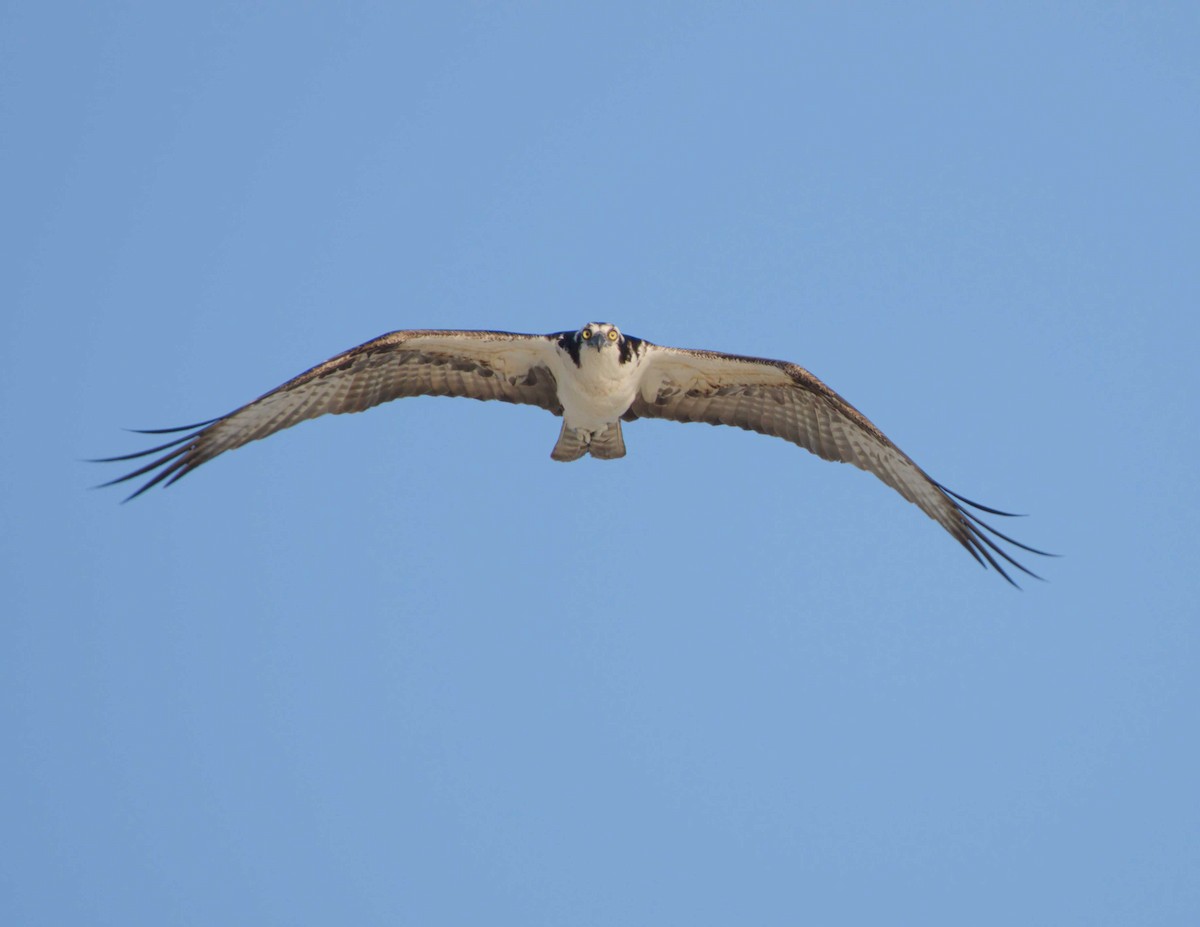 Águila Pescadora - ML617801459